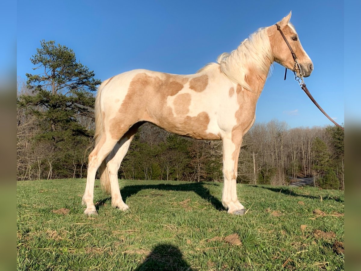 Fox trotter de Missouri Yegua 9 años 142 cm Tobiano-todas las-capas in Whitley City KY