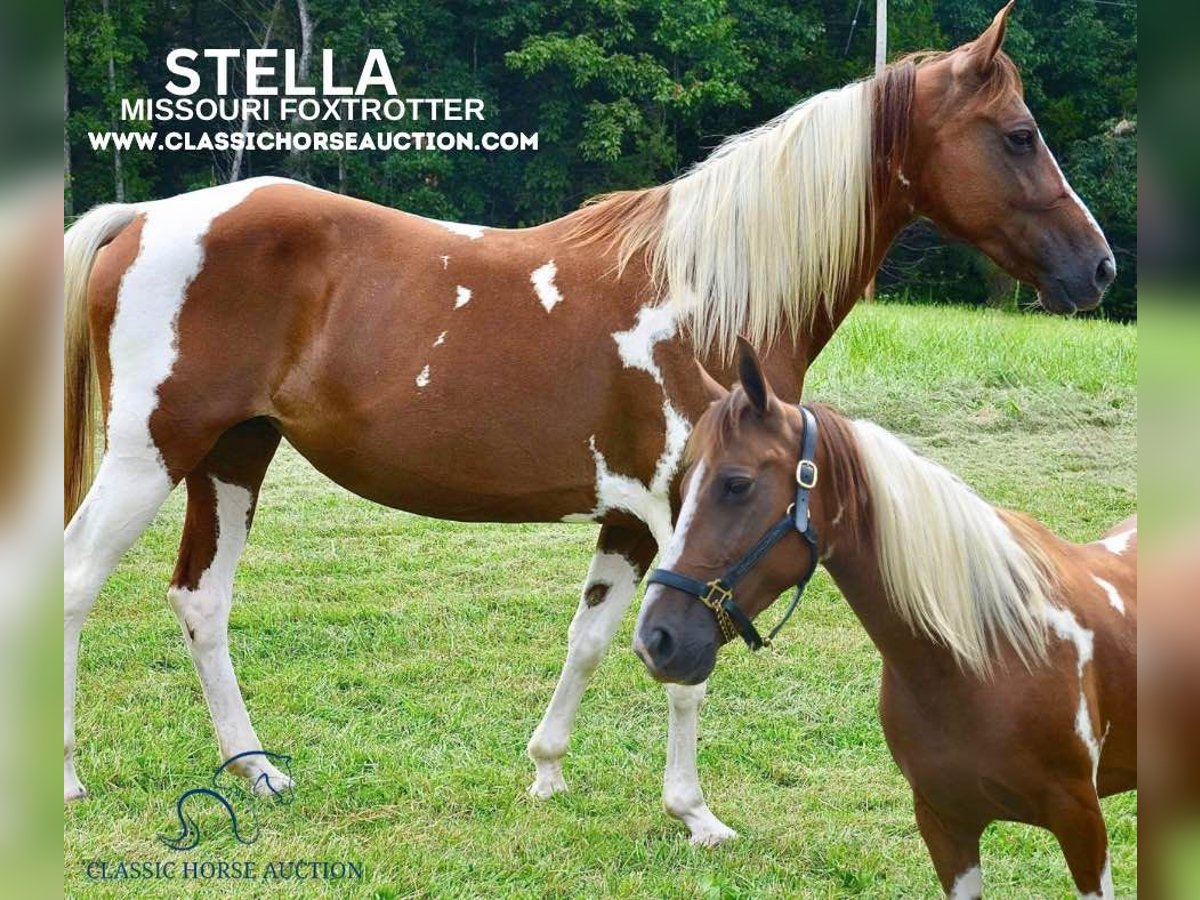 Fox trotter de Missouri Yegua 9 años 152 cm Alazán rojizo in Park Hills, MO