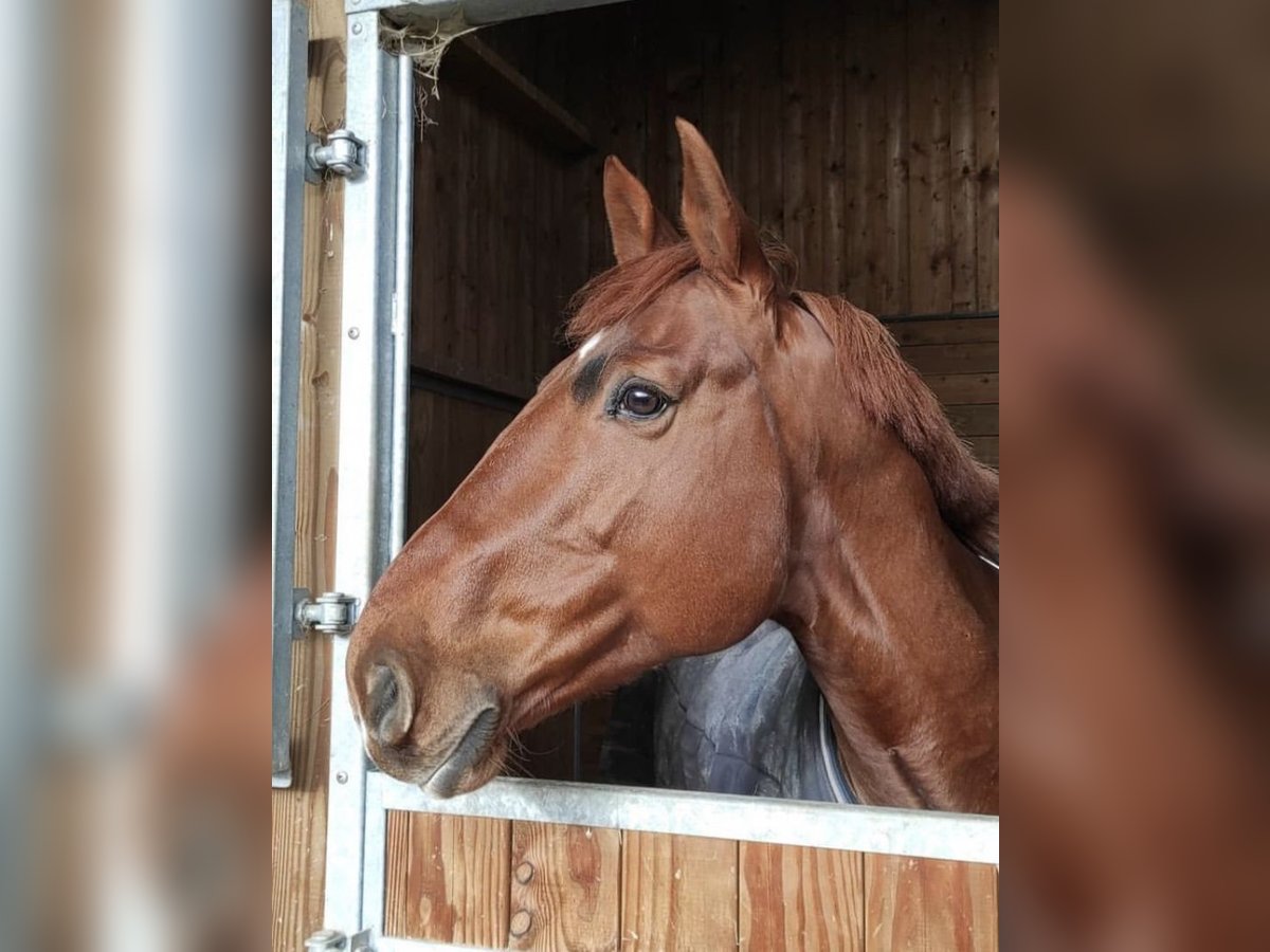 Francés de silla (Selle francais) Caballo castrado 10 años 160 cm Alazán in Douville en auge