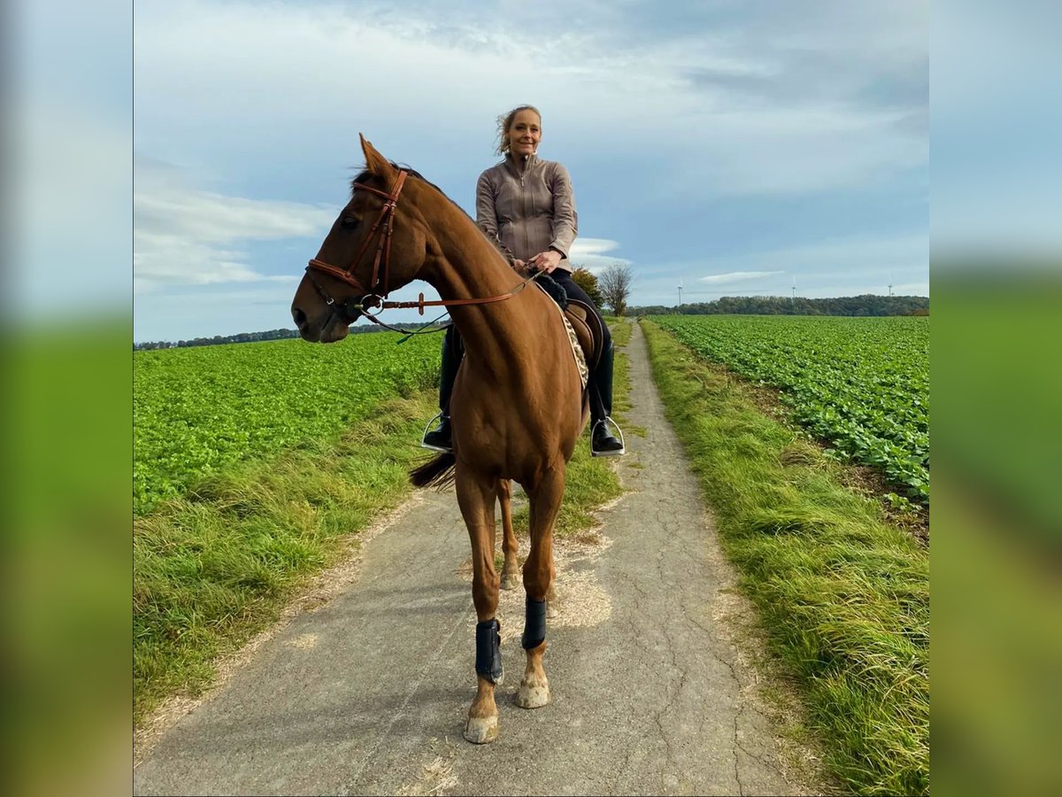 Francés de silla (Selle francais) Caballo castrado 10 años 168 cm Alazán in Dörentrup