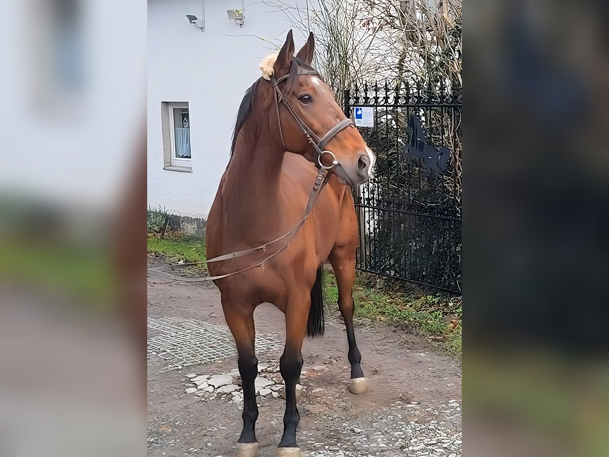 Francés de silla (Selle francais) Caballo castrado 10 años 173 cm Castaño in Lage