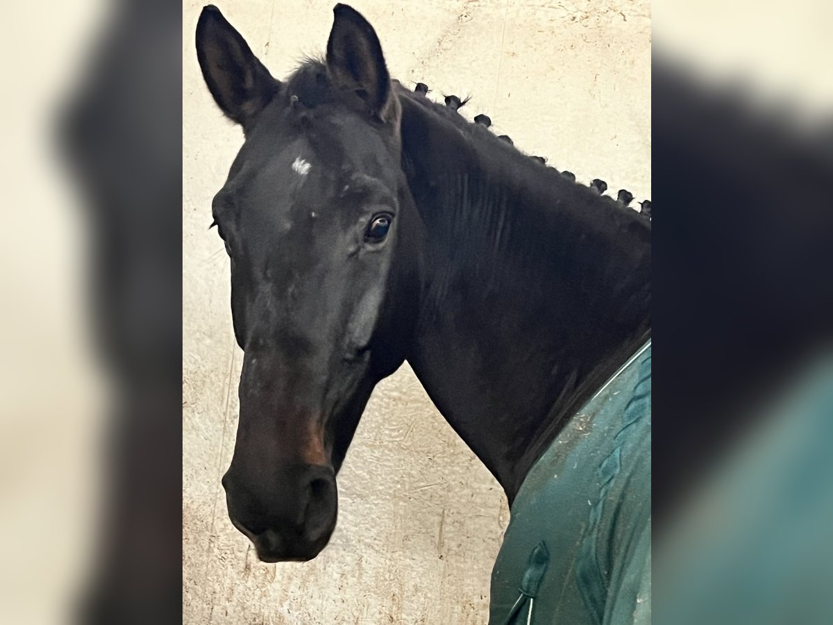 Francés de silla (Selle francais) Caballo castrado 10 años 173 cm Castaño oscuro in Albenga