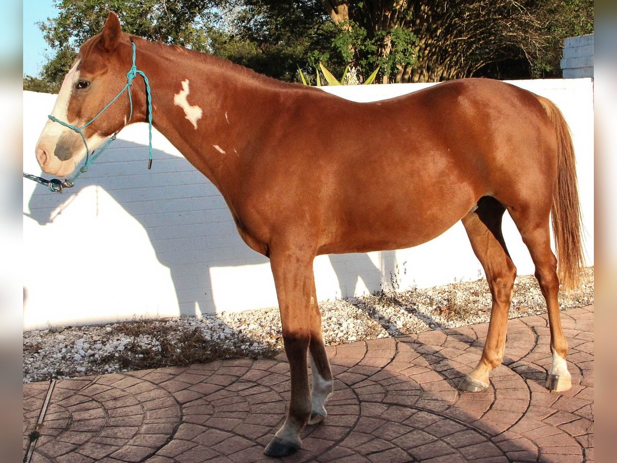 Francés de silla (Selle francais) Mestizo Caballo castrado 11 años 152 cm Alazán-tostado in Richmond