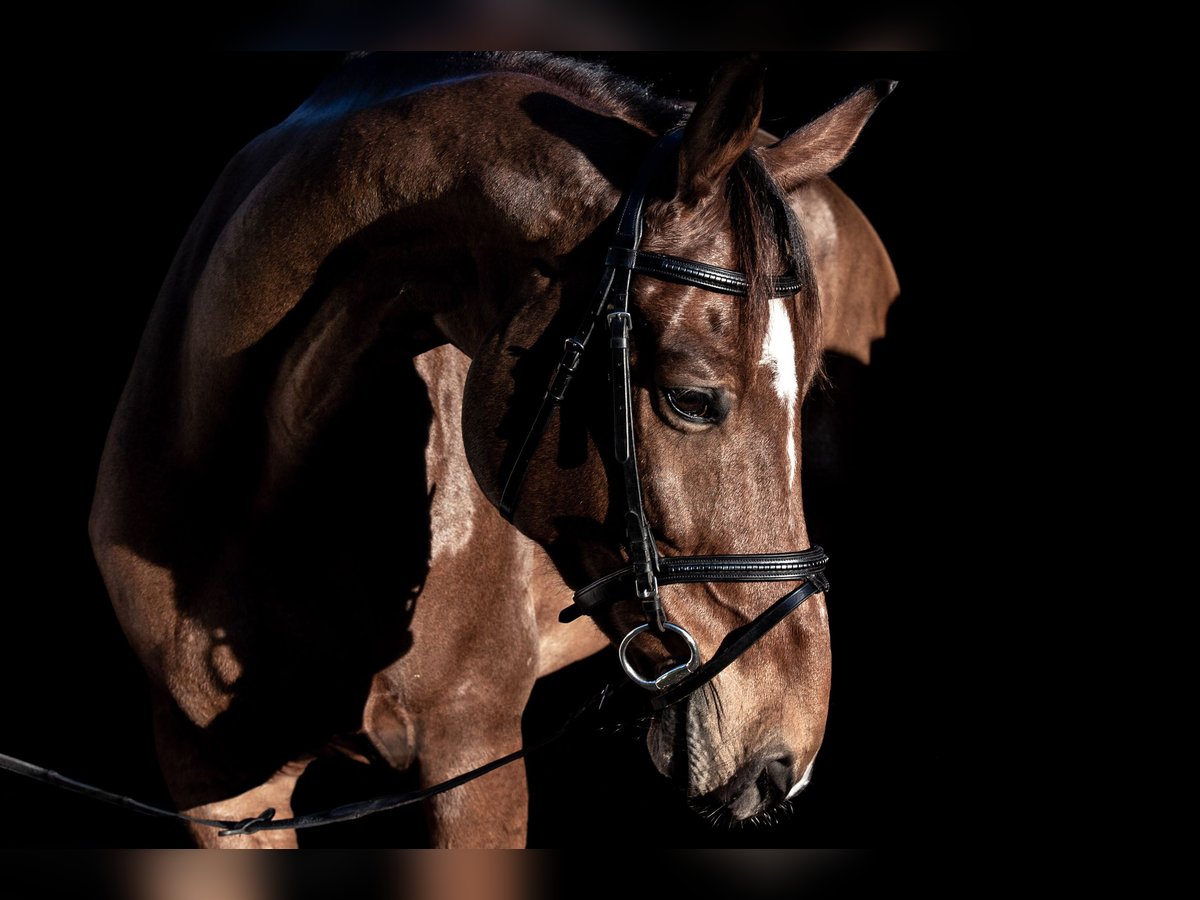 Francés de silla (Selle francais) Caballo castrado 11 años 163 cm Castaño in Berg am Irchel