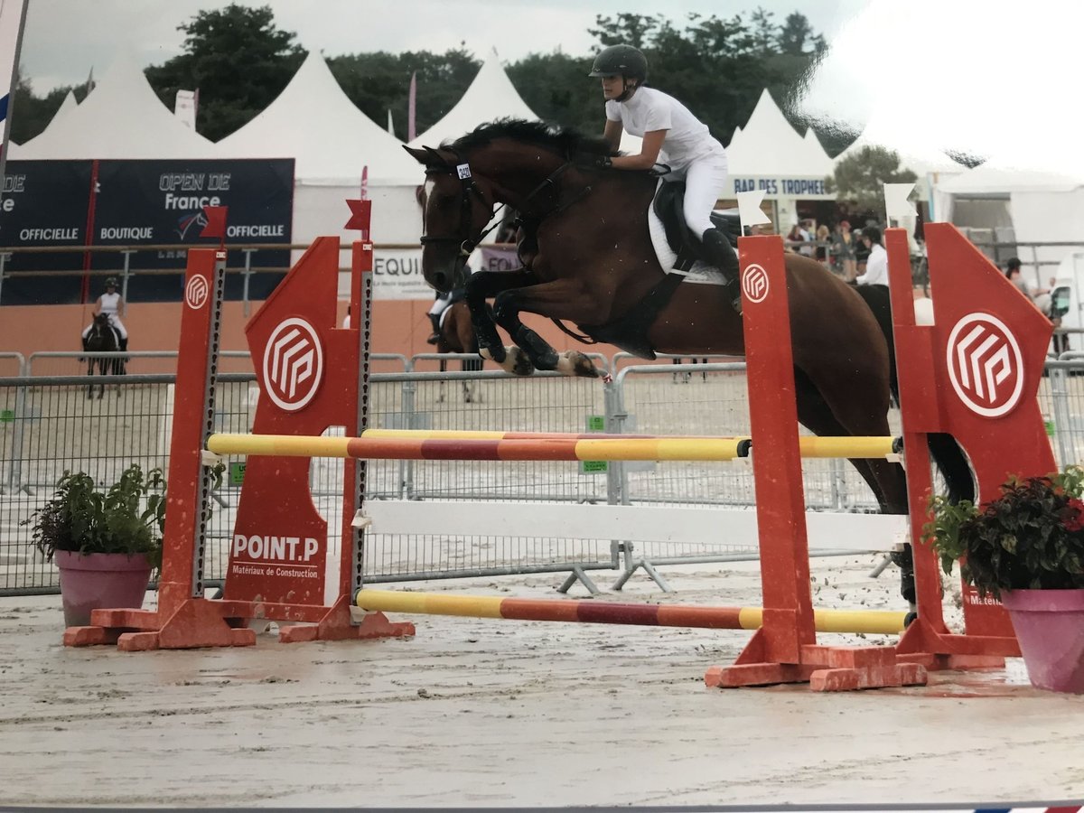 Francés de silla (Selle francais) Caballo castrado 11 años 170 cm Castaño in Mécleuves