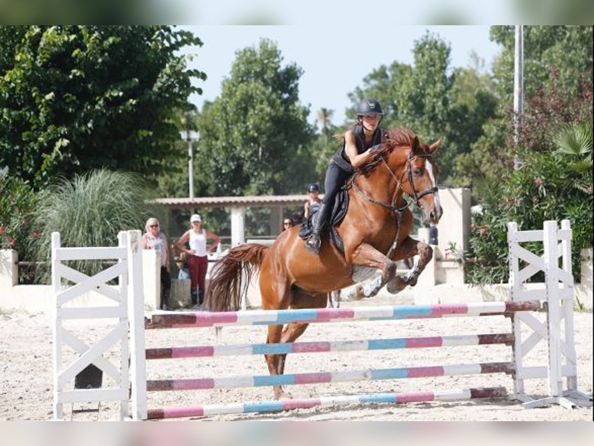 Francés de silla (Selle francais) Caballo castrado 11 años 175 cm Alazán in Hyères