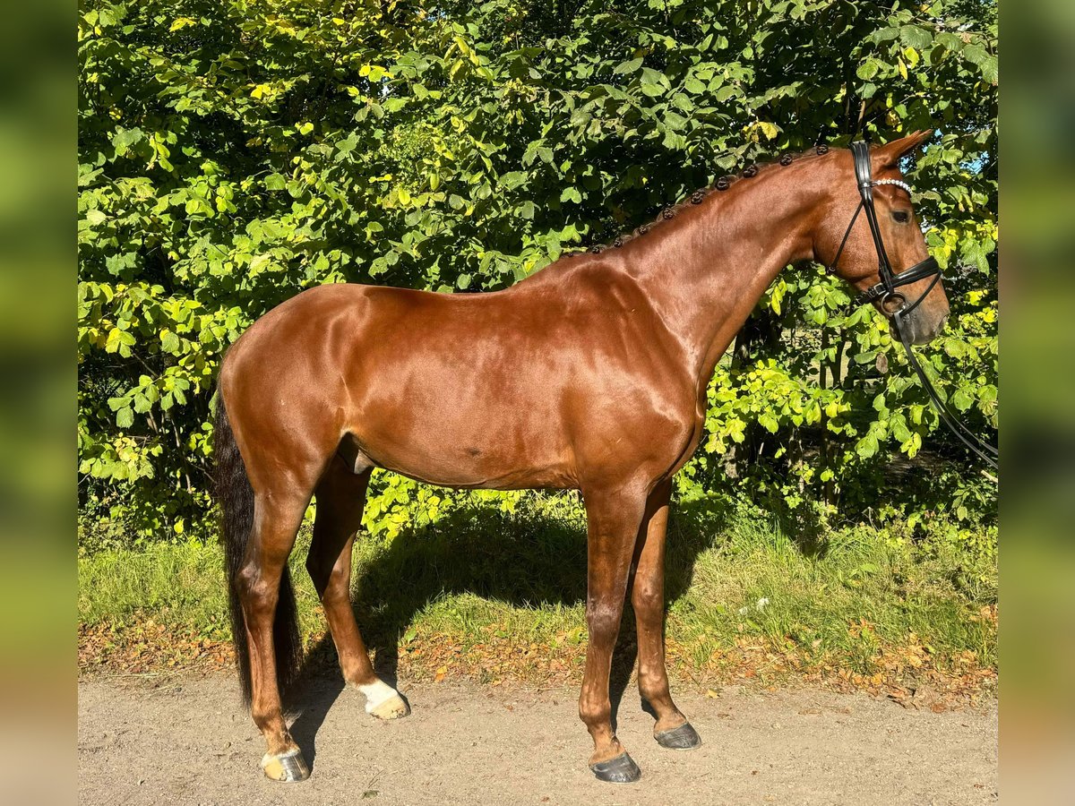 Francés de silla (Selle francais) Caballo castrado 11 años 175 cm Alazán-tostado in Sabro