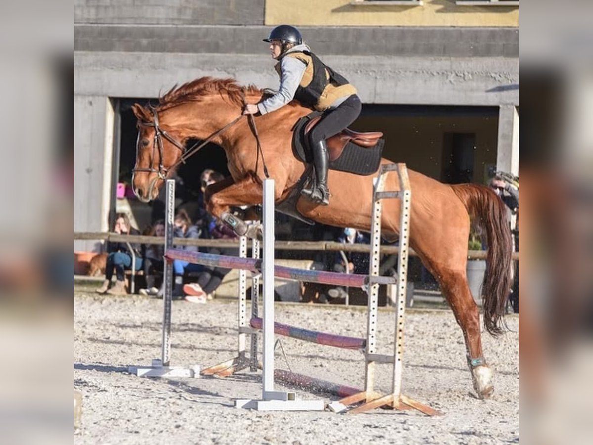 Francés de silla (Selle francais) Caballo castrado 12 años 174 cm Alazán in Luriecq