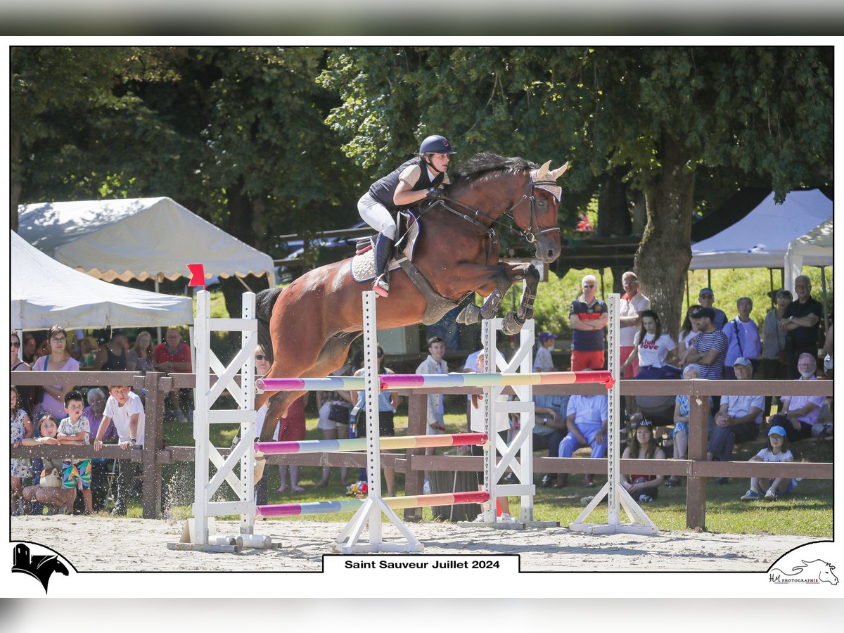 Francés de silla (Selle francais) Caballo castrado 12 años 175 cm Castaño in Essoyes