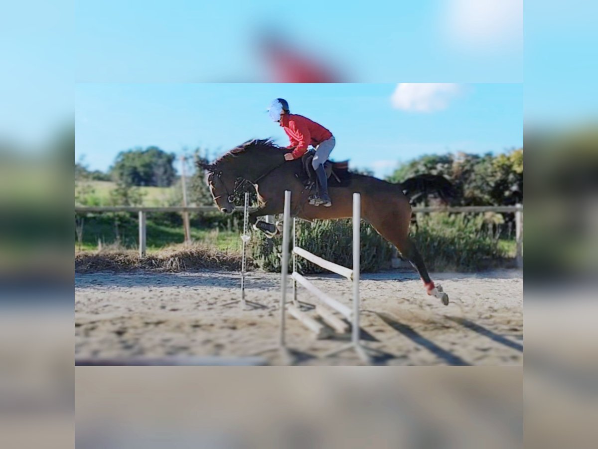 Francés de silla (Selle francais) Caballo castrado 12 años 175 cm Castaño in Saint Thomas