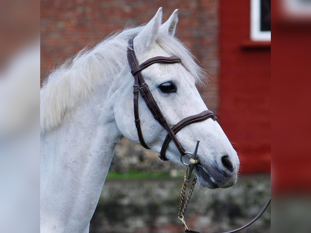 Francés de silla (Selle francais) Caballo castrado 13 años 139 cm White/Blanco in Braine-L&#39;Alleud