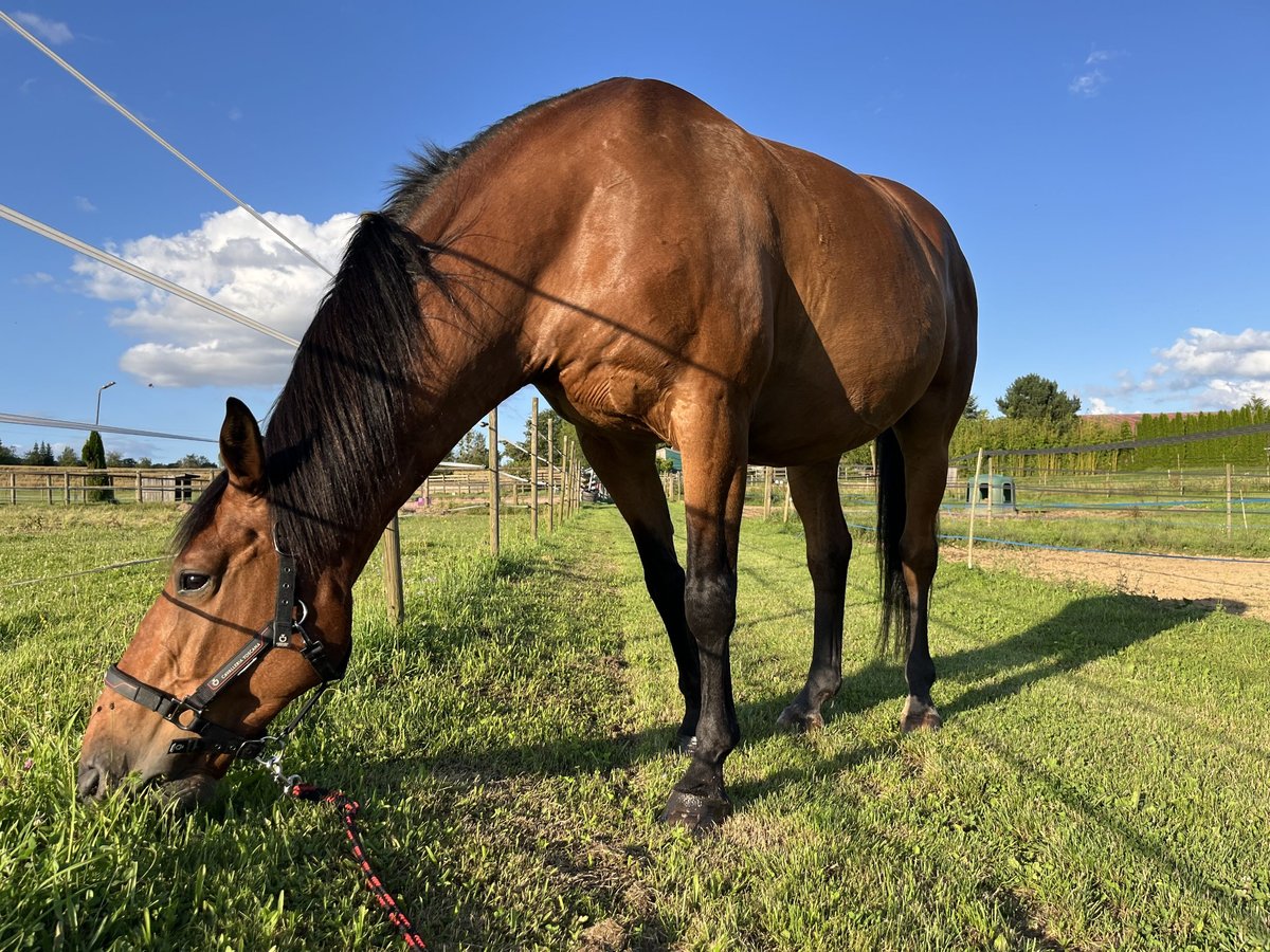 Francés de silla (Selle francais) Caballo castrado 13 años 168 cm Castaño in Voujeaucourt