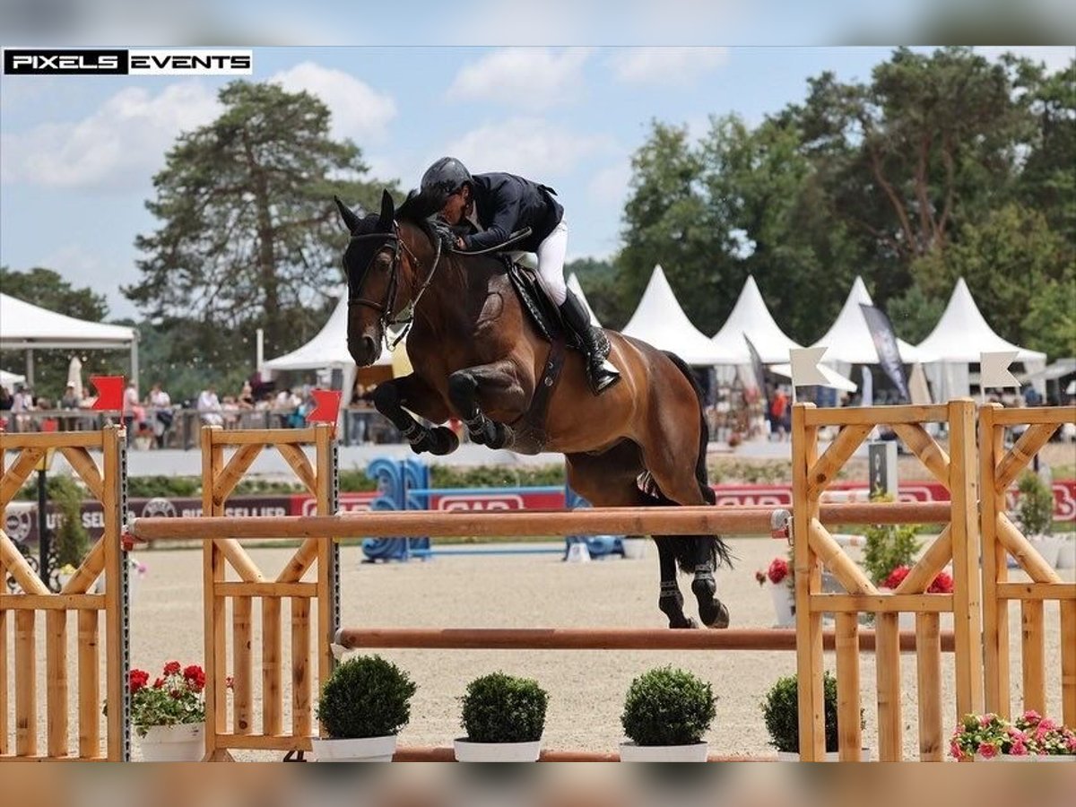 Francés de silla (Selle francais) Caballo castrado 13 años 170 cm Castaño in Hettange grande