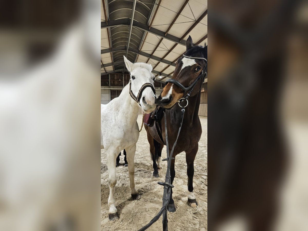 Francés de silla (Selle francais) Caballo castrado 13 años 170 cm White/Blanco in Luxembourg