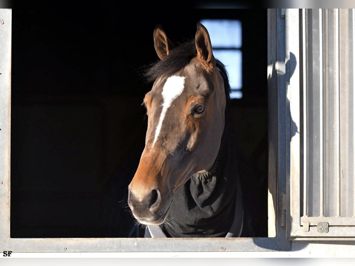 Francés de silla (Selle francais) Caballo castrado 13 años 173 cm Castaño in Langensoultzbach