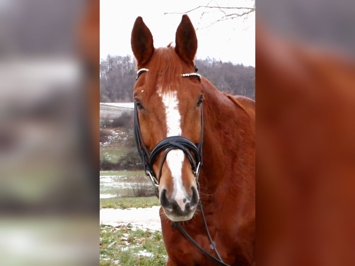 Francés de silla (Selle francais) Caballo castrado 13 años 175 cm Alazán in Eigeltingen