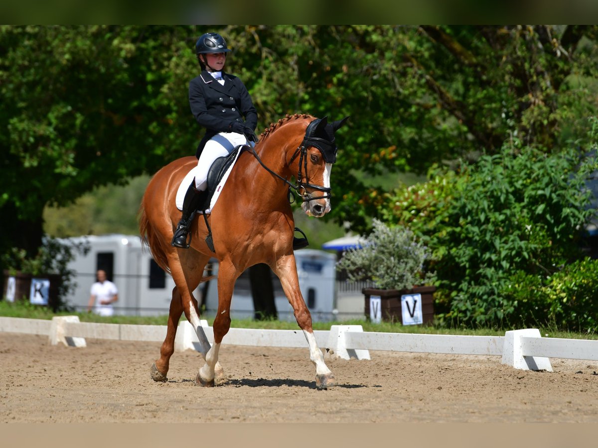 Francés de silla (Selle francais) Caballo castrado 14 años 170 cm Alazán in Clermont-Ferrand