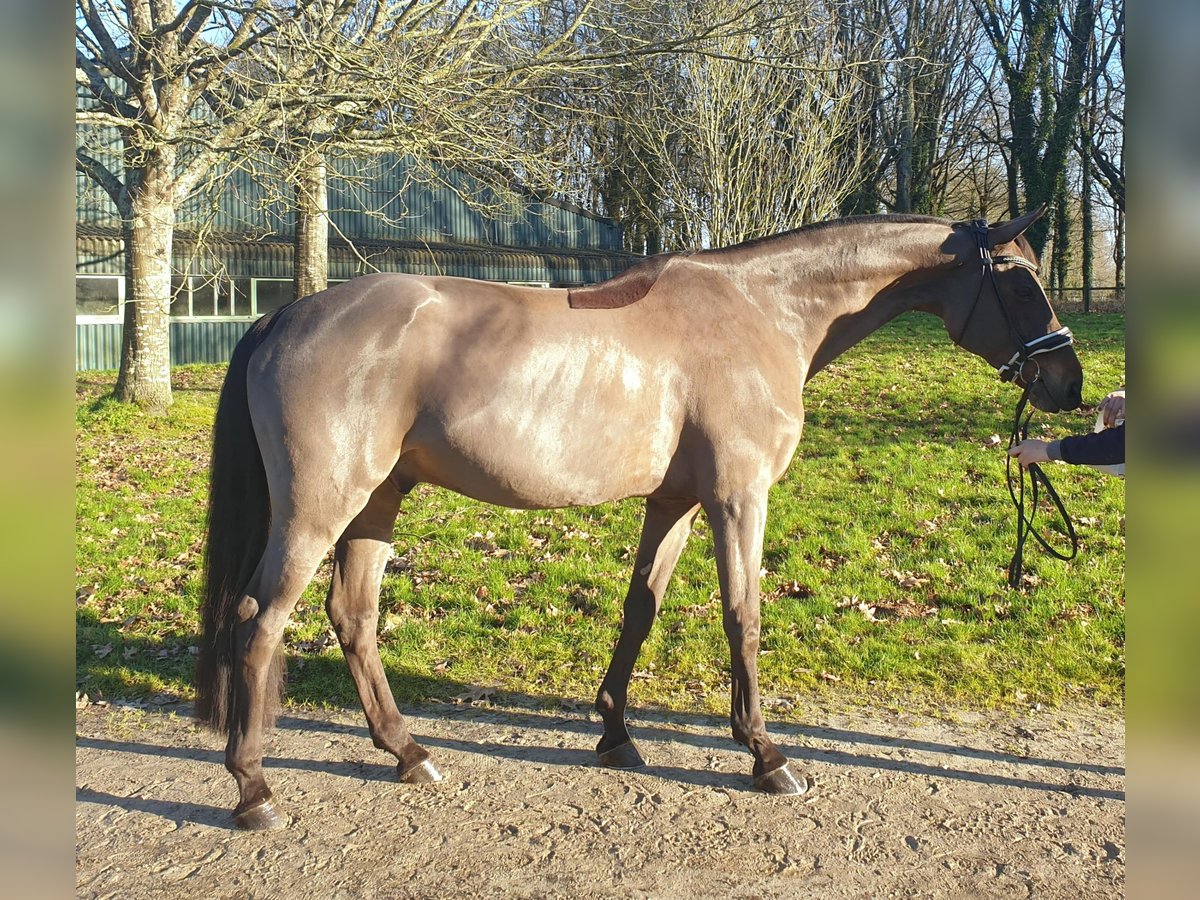 Francés de silla (Selle francais) Caballo castrado 15 años 166 cm Negro in la roche sur yon