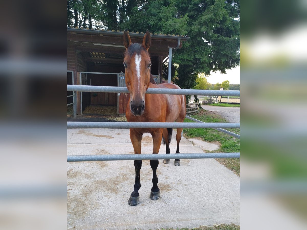 Francés de silla (Selle francais) Caballo castrado 15 años 170 cm Castaño in Möhlin