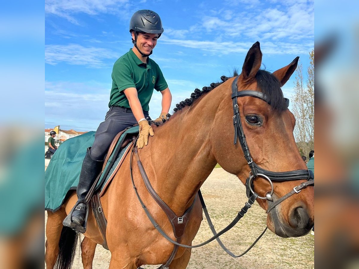 Francés de silla (Selle francais) Caballo castrado 16 años 165 cm Castaño in Santo Estevão