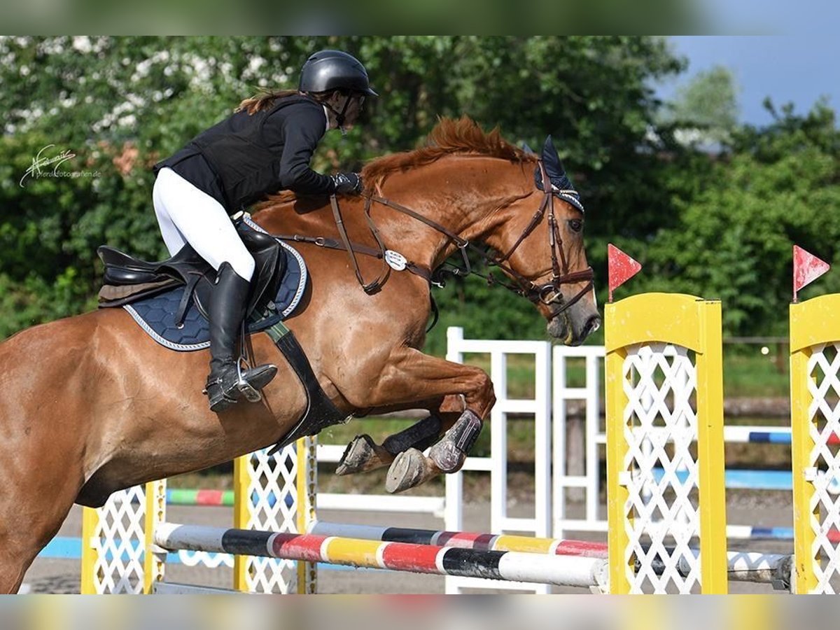 Francés de silla (Selle francais) Caballo castrado 16 años 174 cm Alazán in Haßloch