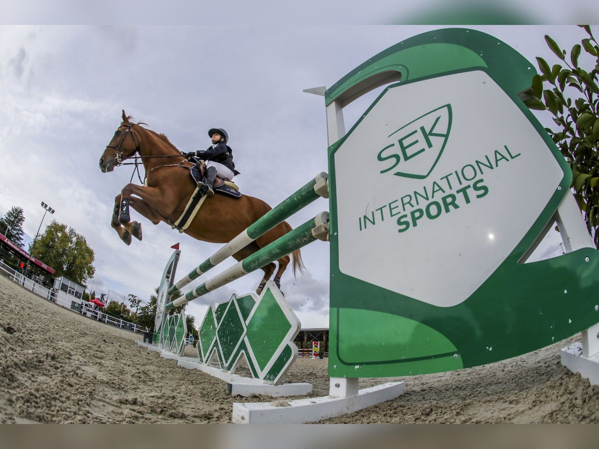 Francés de silla (Selle francais) Caballo castrado 16 años Alazán in León