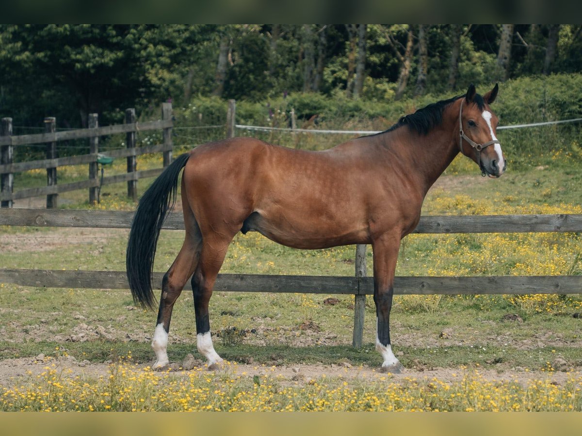 Francés de silla (Selle francais) Caballo castrado 2 años 176 cm Castaño in segré