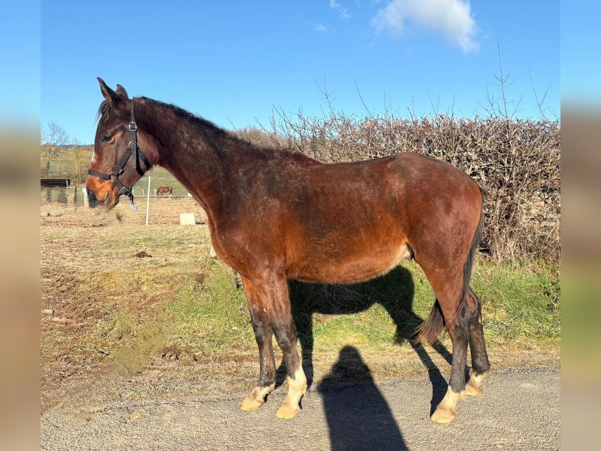 Francés de silla (Selle francais) Caballo castrado 2 años Castaño in Vitrac