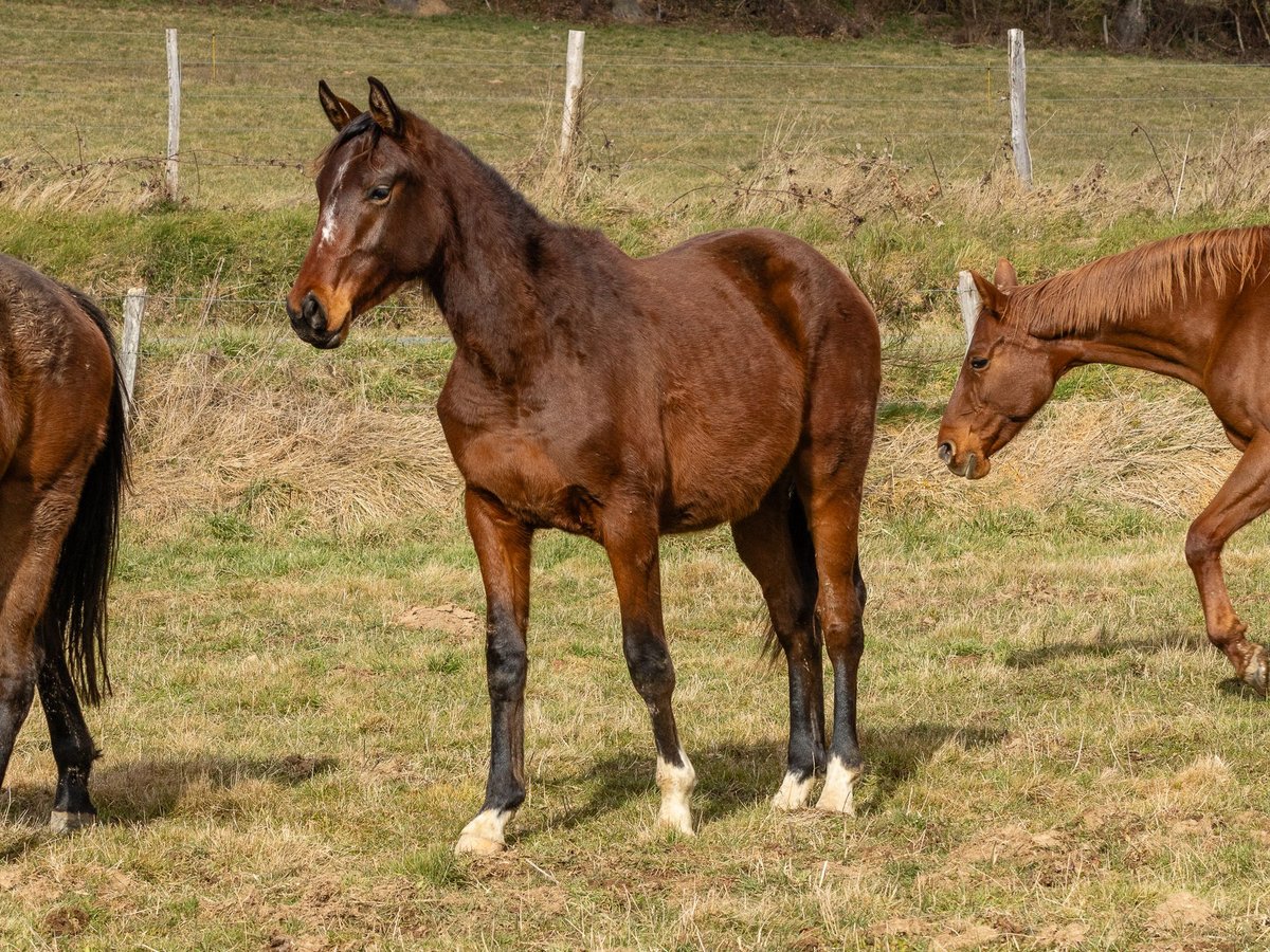 Francés de silla (Selle francais) Caballo castrado 2 años Castaño in Vitrac