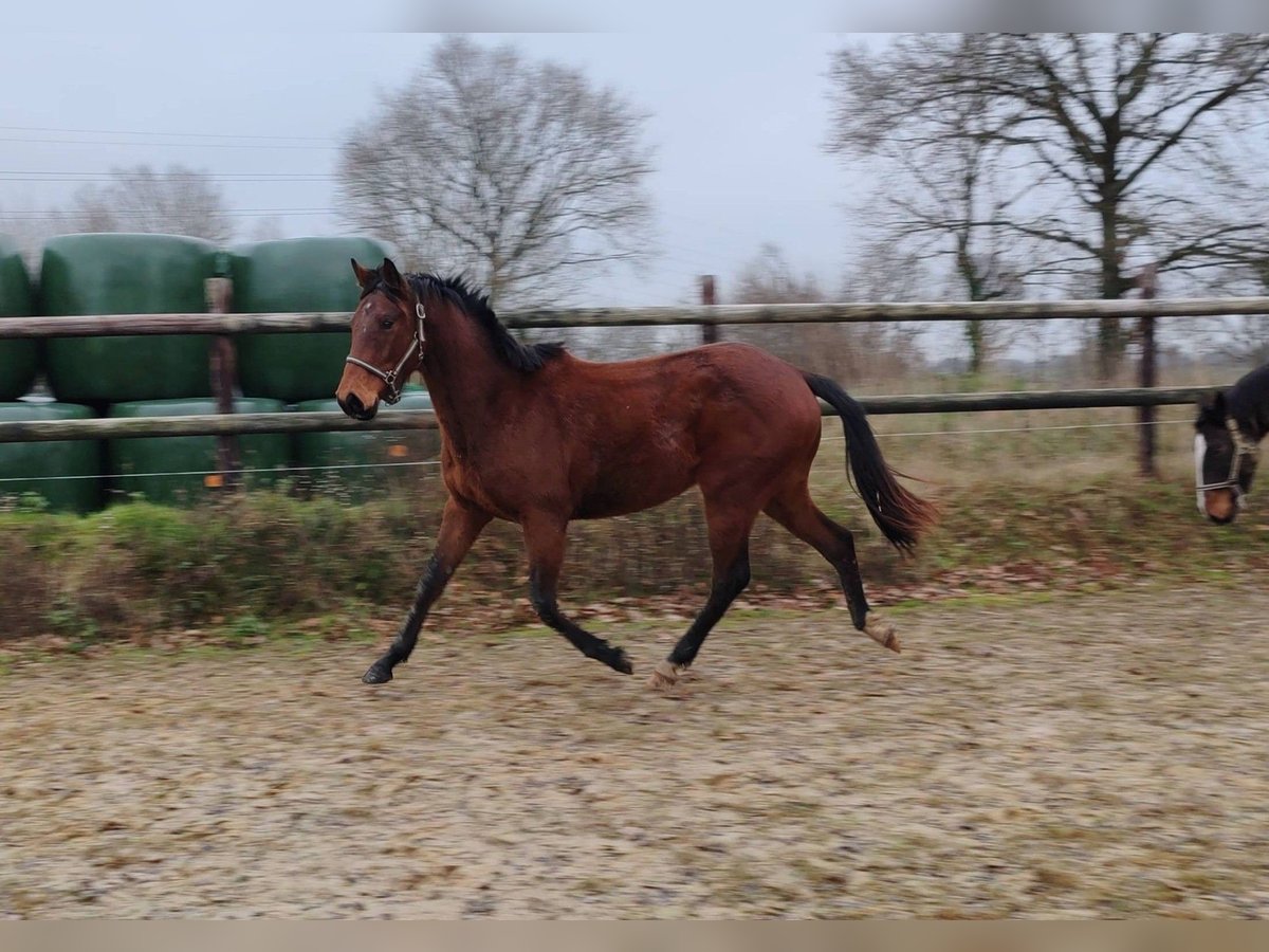 Francés de silla (Selle francais) Caballo castrado 3 años 160 cm Castaño in THEREVAL