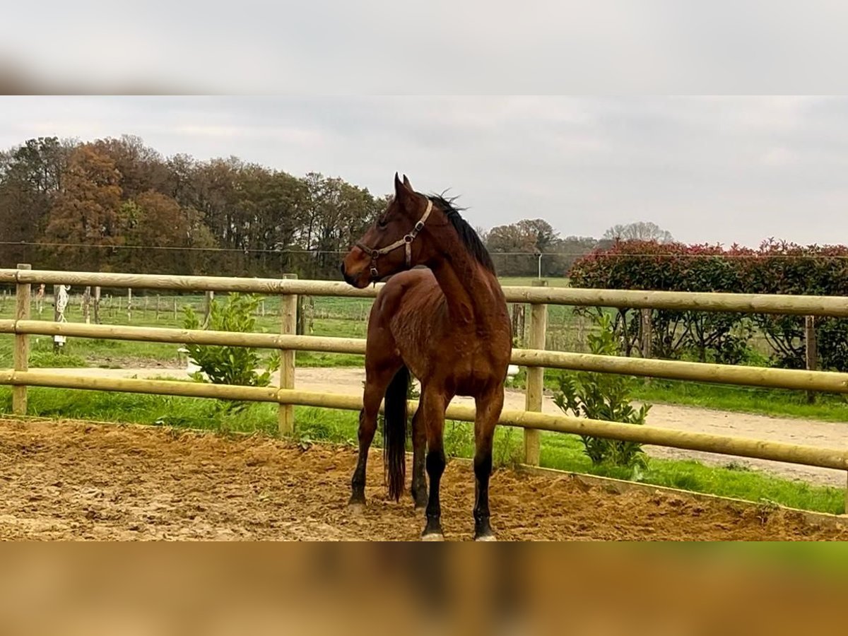 Francés de silla (Selle francais) Caballo castrado 3 años 168 cm Castaño in Saint paterne racan