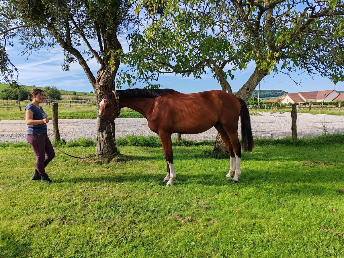 Francés de silla (Selle francais) Caballo castrado 3 años 170 cm Castaño in Dampierre