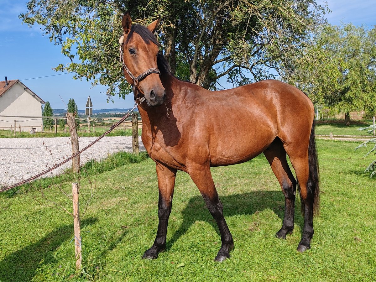 Francés de silla (Selle francais) Caballo castrado 3 años 170 cm Castaño in dampierre