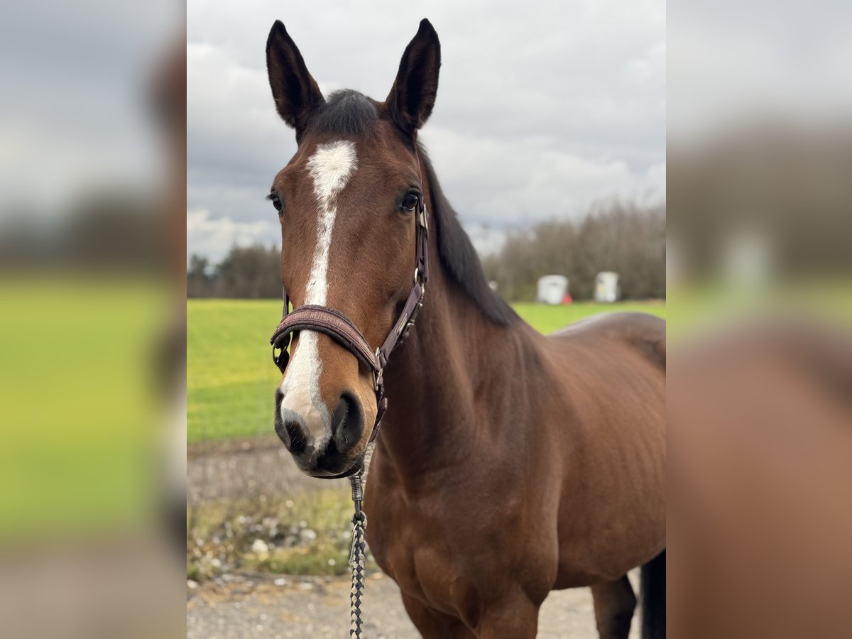 Francés de silla (Selle francais) Caballo castrado 4 años 167 cm Castaño in Linz