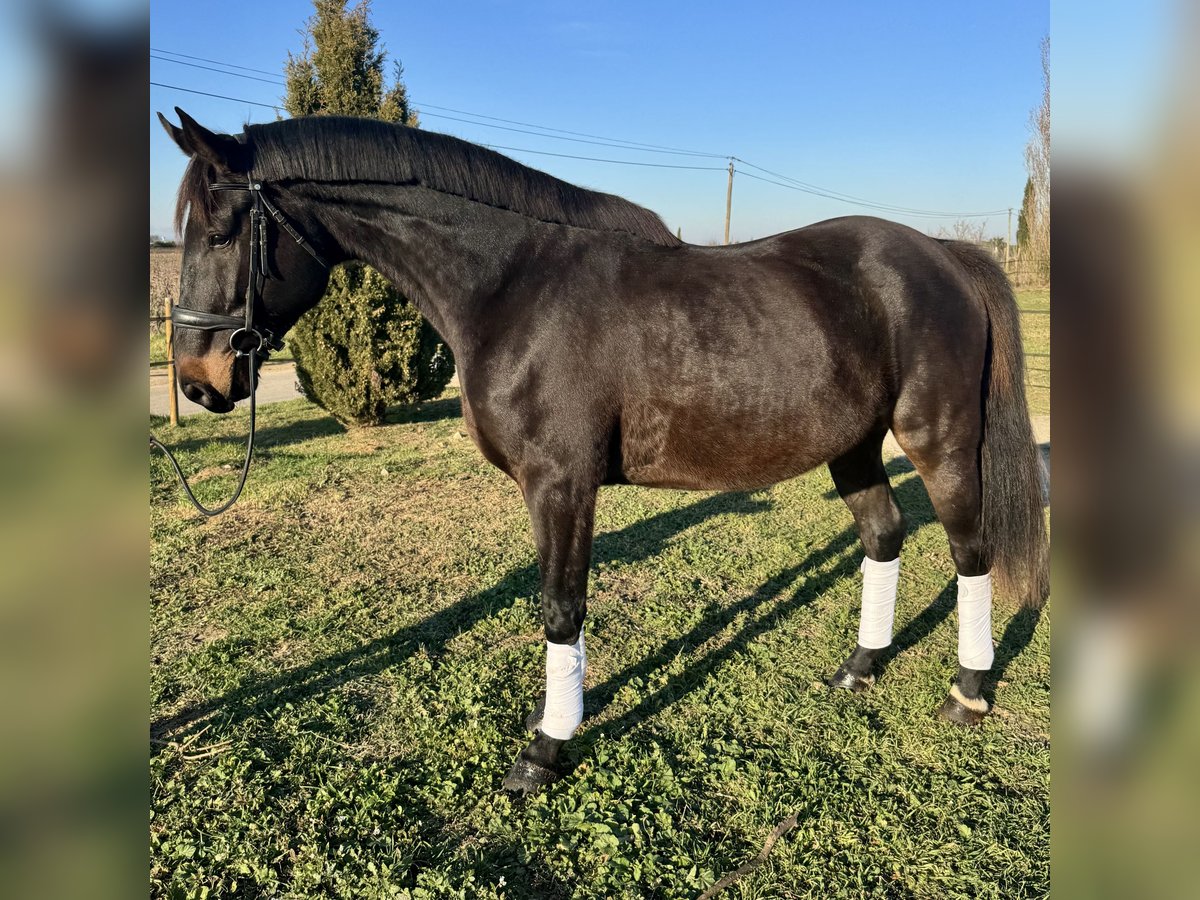 Francés de silla (Selle francais) Caballo castrado 4 años 170 cm Morcillo in Lansargues