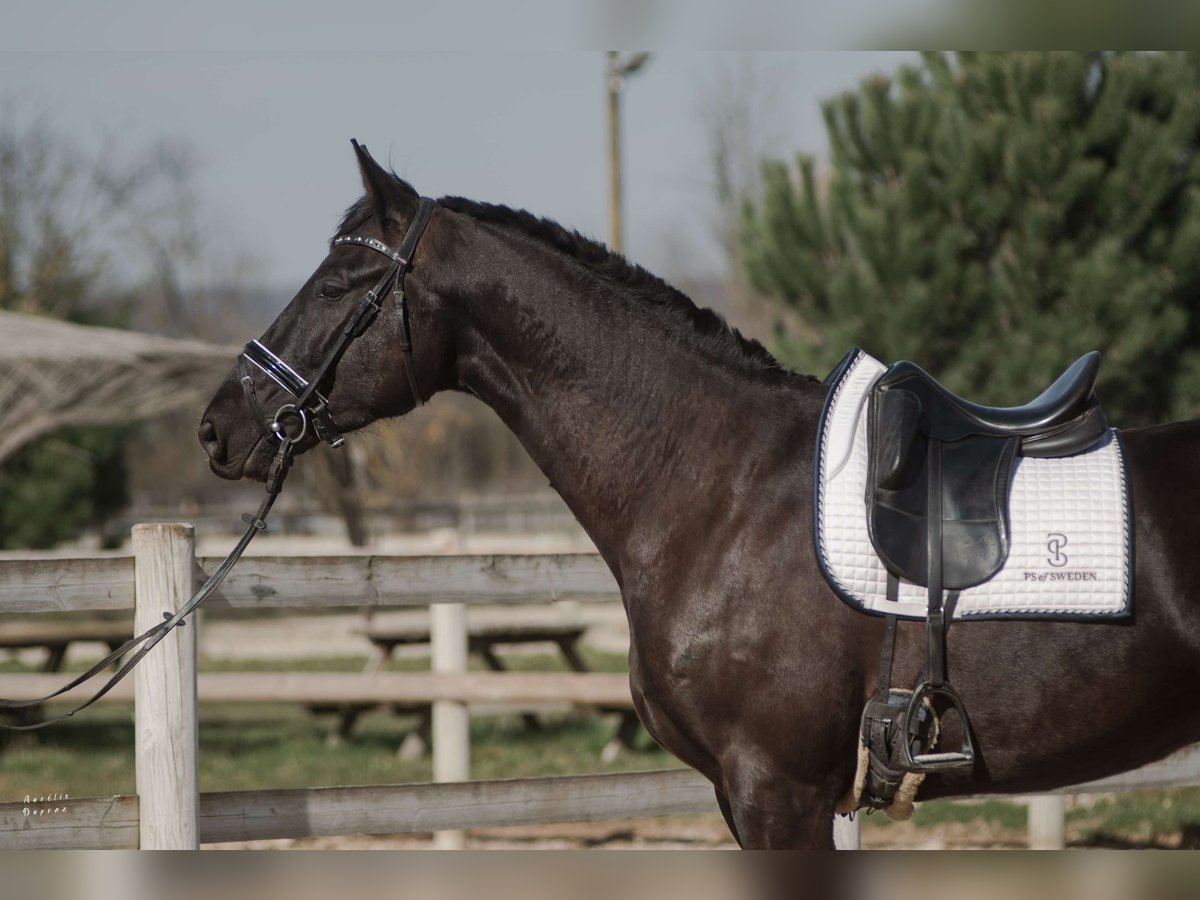 Francés de silla (Selle francais) Caballo castrado 4 años 170 cm Negro in Sardieu