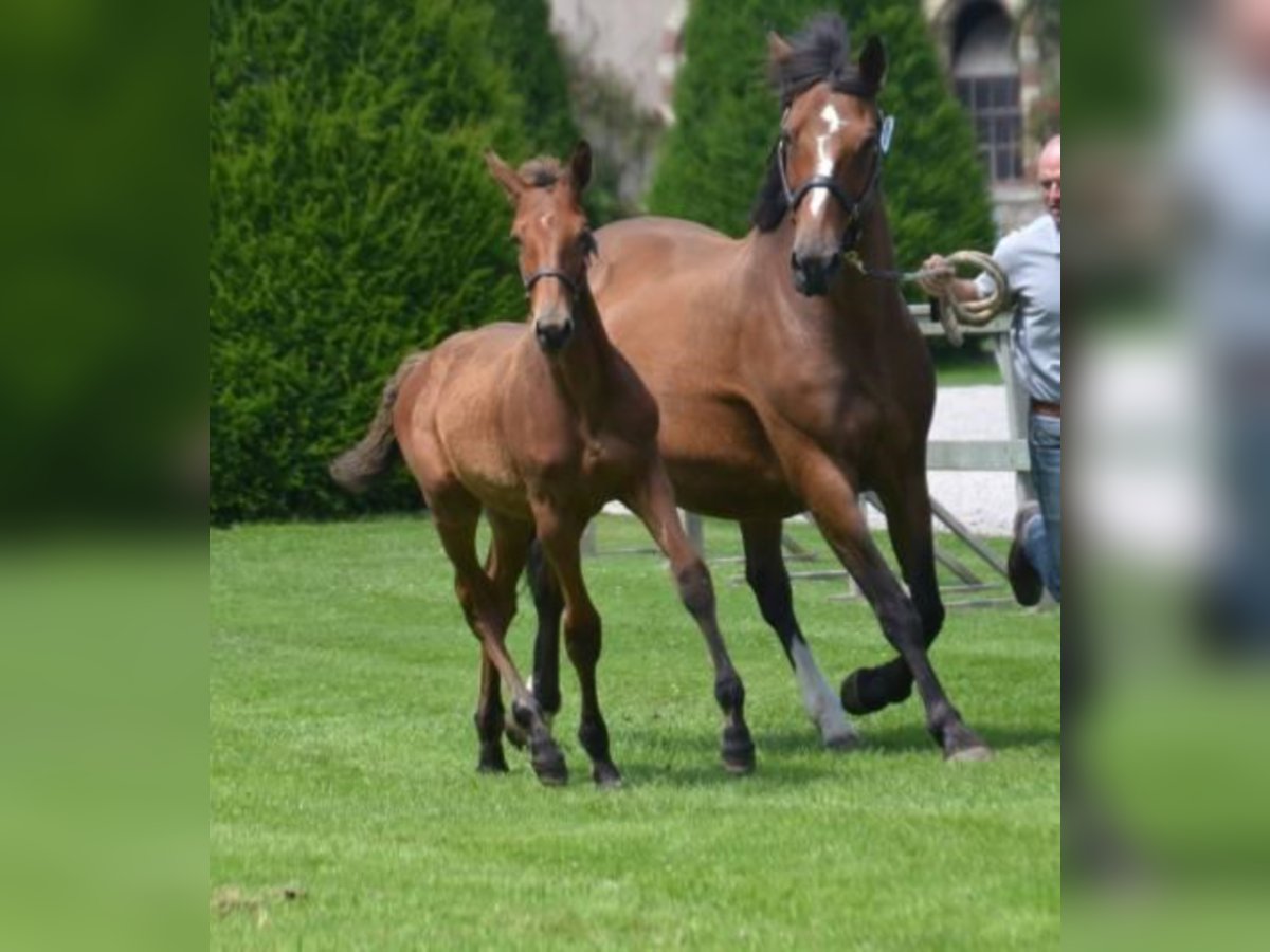 Francés de silla (Selle francais) Caballo castrado 4 años Castaño in La Chapelle en Juger, Basse-Normandie