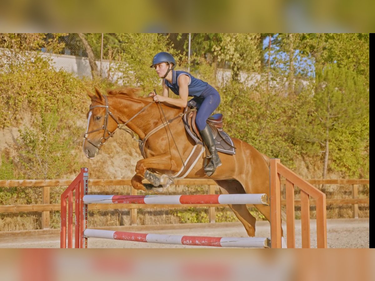 Francés de silla (Selle francais) Caballo castrado 5 años 165 cm Alazán in Pozuelo De Alarcon