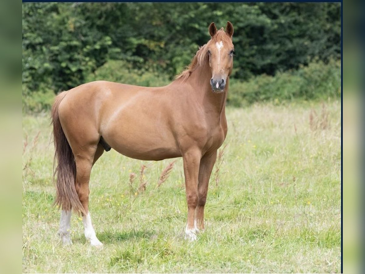 Francés de silla (Selle francais) Caballo castrado 5 años 165 cm Alazán in Saint L&#xF4;