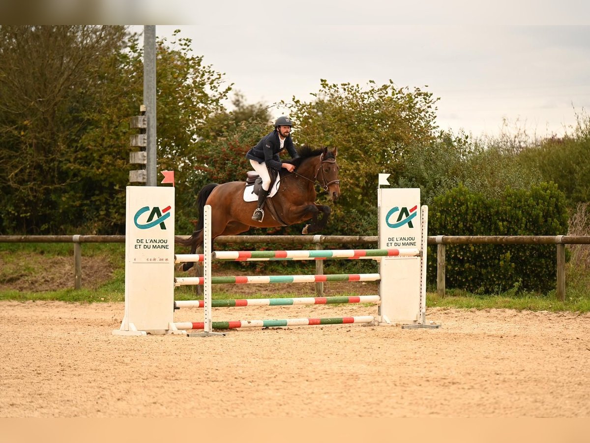 Francés de silla (Selle francais) Caballo castrado 5 años 165 cm Castaño in LA CROIXILLE