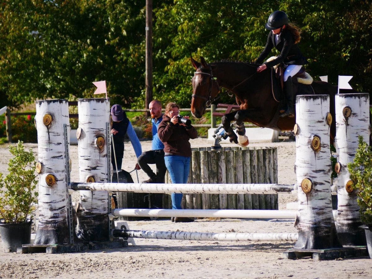 Francés de silla (Selle francais) Caballo castrado 5 años 166 cm Castaño in Auxerre