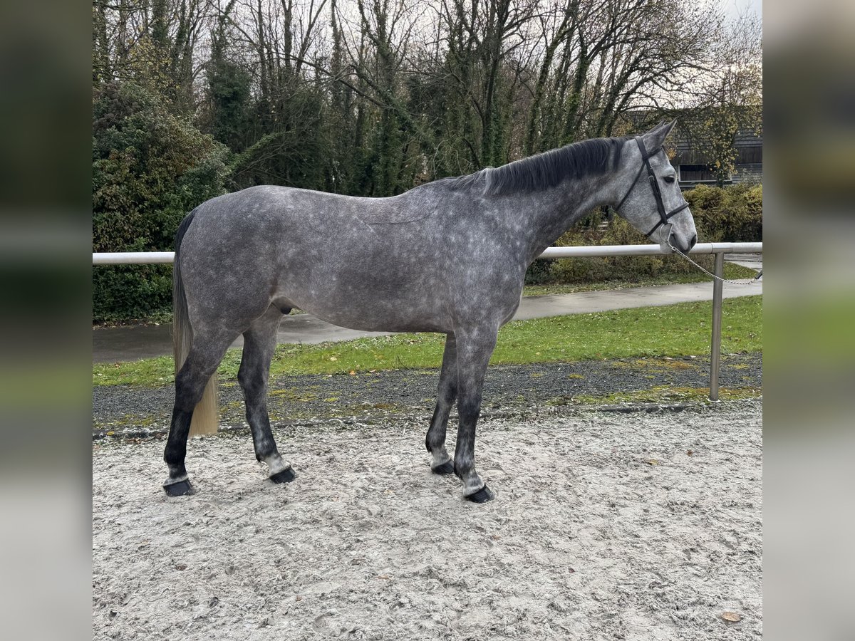 Francés de silla (Selle francais) Caballo castrado 5 años 168 cm Tordo in Prémesques