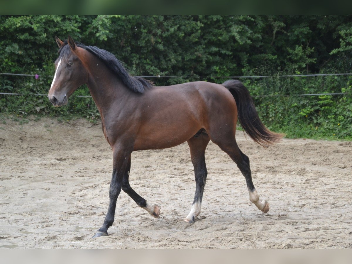 Francés de silla (Selle francais) Caballo castrado 5 años 169 cm Morcillo in Thereval, Basse-Normandie