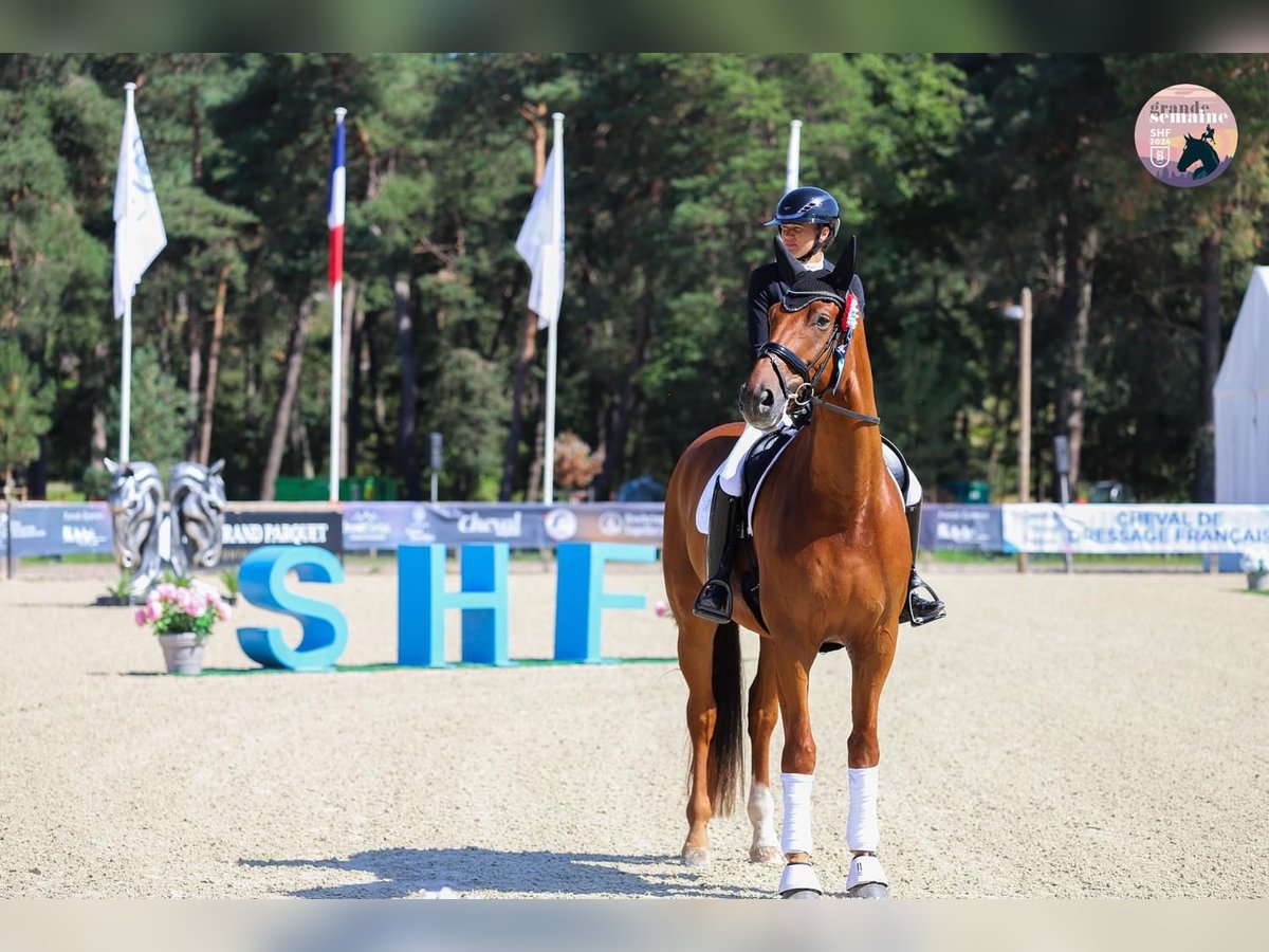 Francés de silla (Selle francais) Caballo castrado 5 años 180 cm Alazán in Petit-Mars