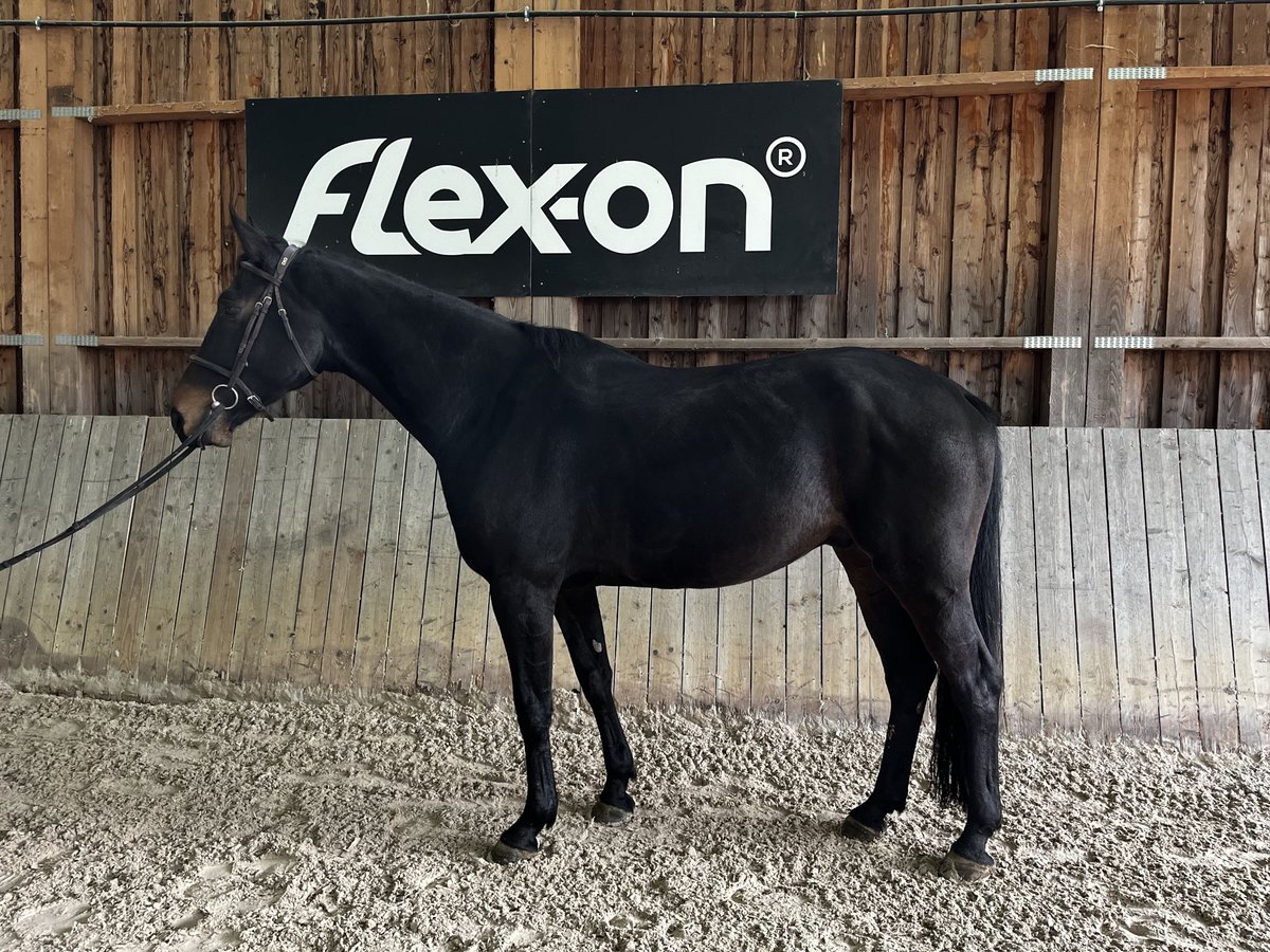 Francés de silla (Selle francais) Caballo castrado 5 años 180 cm Morcillo in Merkwiller-Pechelbronn