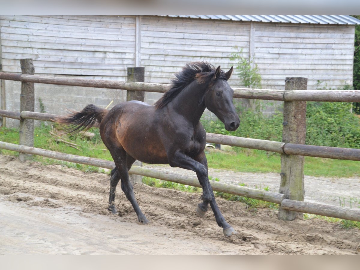 Francés de silla (Selle francais) Caballo castrado 5 años Negro in La Chapelle en Juger, Basse-Normandie