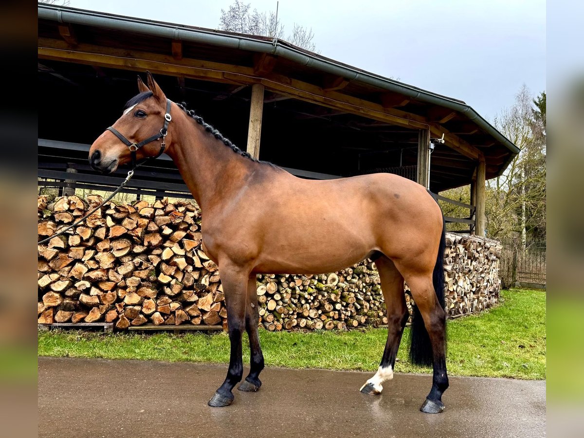 Francés de silla (Selle francais) Caballo castrado 6 años 160 cm Castaño in Sangerhausen