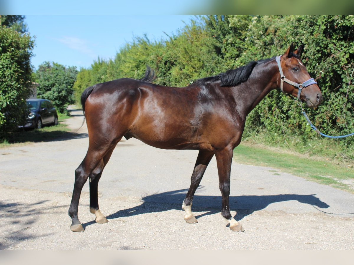 Francés de silla (Selle francais) Caballo castrado 6 años 165 cm Castaño rojizo in Fressies