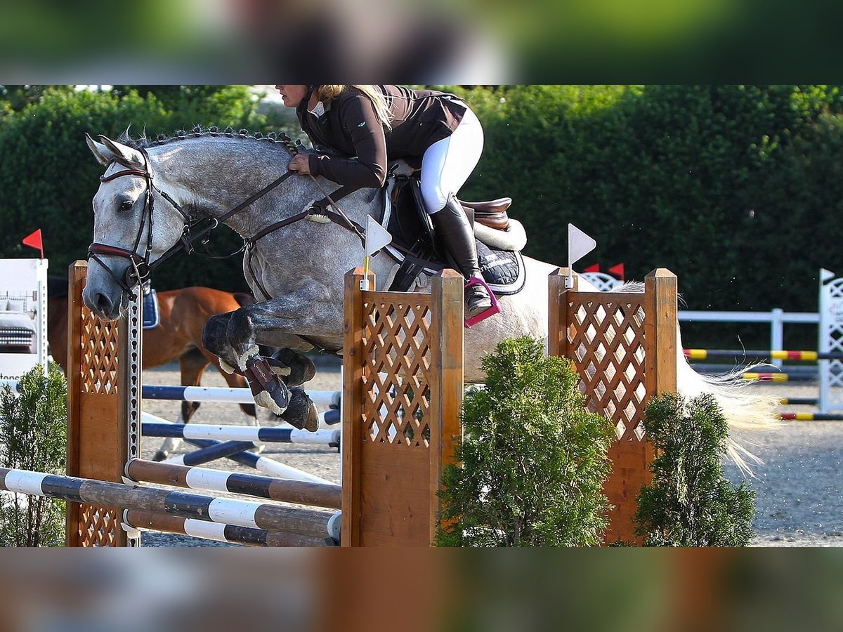 Francés de silla (Selle francais) Caballo castrado 6 años 166 cm Tordo in Köniz