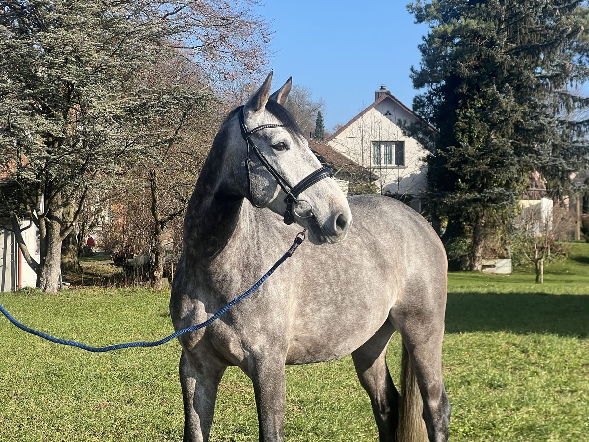 Francés de silla (Selle francais) Caballo castrado 6 años 167 cm Tordo in Reinach AG